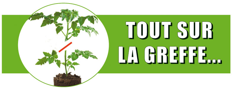 tout sur la greffe