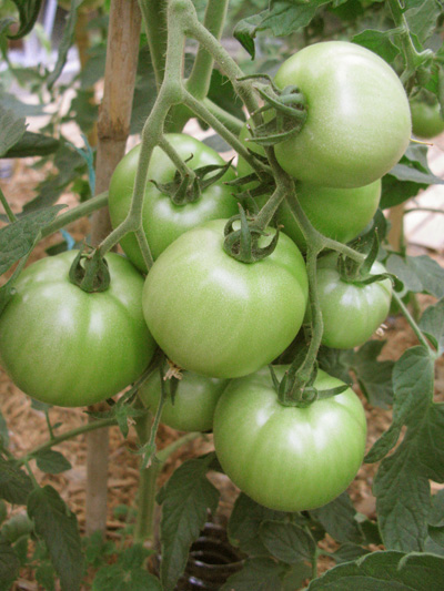 tomates vertes